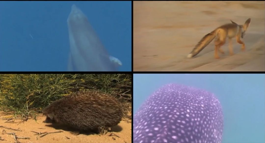 ƽ����(pinnacle)�ٷ���վ