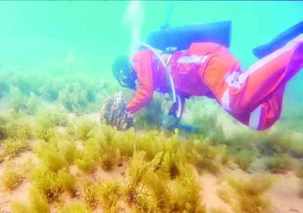 ƽ����(pinnacle)�ٷ���վ